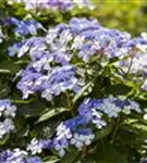 Bauernhortensie 'Bodensee' - Hydrangea macrophylla 'Bodensee'