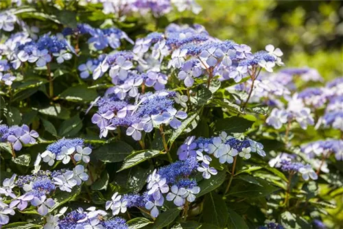 Bauernhortensie 'Bodensee' - Hydrangea macrophylla 'Bodensee'