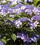 Bauernhortensie 'Bodensee' - Hydrangea macrophylla 'Bodensee'