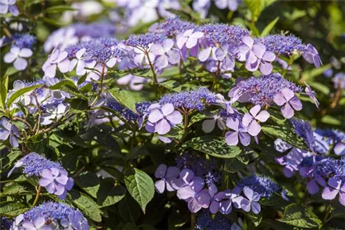 Bauernhortensie 'Bodensee' - Hydrangea macrophylla 'Bodensee'