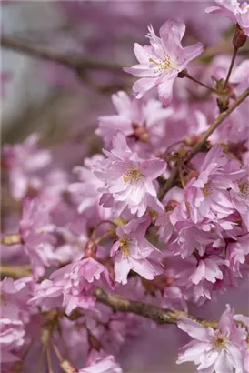 Rosa Winterkirsche 'Autumnalis' - Prunus subhirtella 'Autumnalis' CAC - Baum