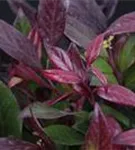 Traubenmyrte 'Zeblid' -R- - Leucothoe 'Zeblid' - Moorbeet