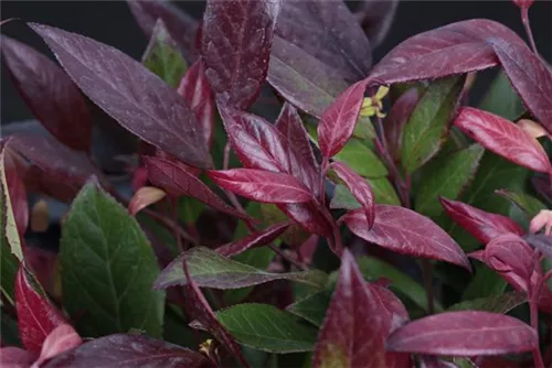 Traubenmyrte 'Zeblid' -R- - Leucothoe 'Zeblid' - Moorbeet