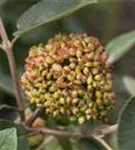 Immergr.Zungen-Schneeball - Viburnum rhytidophyllum