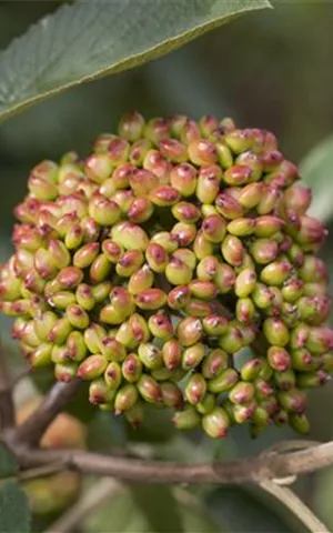 Viburnum rhytidophyllum