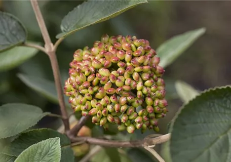 Viburnum rhytidophyllum - Immergr.Zungen-Schneeball