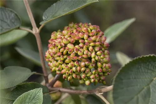 Immergr.Zungen-Schneeball - Viburnum rhytidophyllum