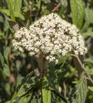 Immergr.Zungen-Schneeball - Viburnum rhytidophyllum