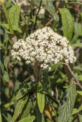 Immergr.Zungen-Schneeball - Viburnum rhytidophyllum