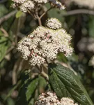 Immergr.Zungen-Schneeball - Viburnum rhytidophyllum