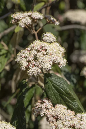 Immergr.Zungen-Schneeball - Viburnum rhytidophyllum