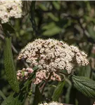 Immergr.Zungen-Schneeball - Viburnum rhytidophyllum