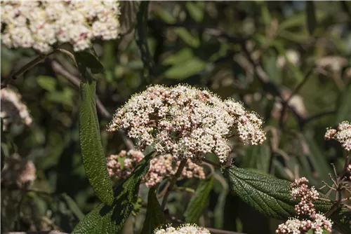 Immergr.Zungen-Schneeball - Viburnum rhytidophyllum