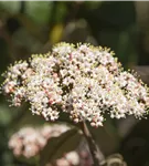 Immergr.Zungen-Schneeball - Viburnum rhytidophyllum