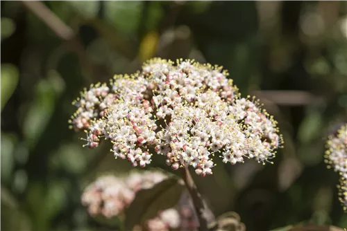 Immergr.Zungen-Schneeball - Viburnum rhytidophyllum