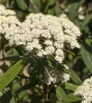 Immergr.Zungen-Schneeball - Viburnum rhytidophyllum