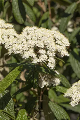 Immergr.Zungen-Schneeball - Viburnum rhytidophyllum