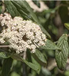 Immergr.Zungen-Schneeball - Viburnum rhytidophyllum