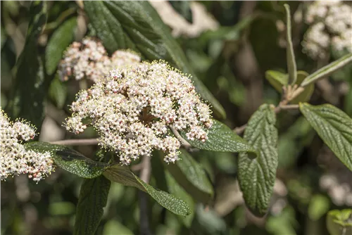 Immergr.Zungen-Schneeball - Viburnum rhytidophyllum