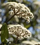 Immergr.Zungen-Schneeball - Viburnum rhytidophyllum