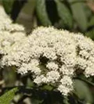 Immergr.Zungen-Schneeball - Viburnum rhytidophyllum