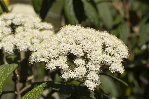 Immergr.Zungen-Schneeball - Viburnum rhytidophyllum