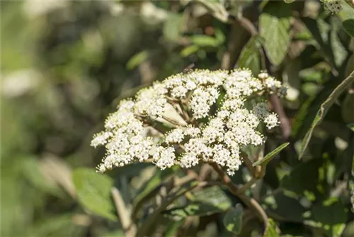 Immergr.Zungen-Schneeball - Viburnum rhytidophyllum