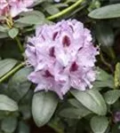 Rhododendron-Hybride 'Humboldt' - Rhododendron Hybr.'Humboldt' II