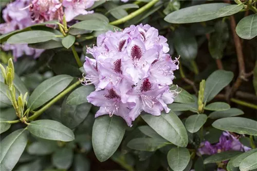 Rhododendron-Hybride 'Humboldt' - Rhododendron Hybr.'Humboldt' II