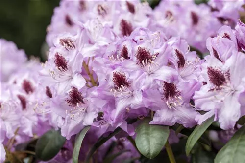 Rhododendron-Hybride 'Humboldt' - Rhododendron Hybr.'Humboldt' II