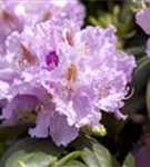 Rhododendron-Hybride 'Humboldt' - Rhododendron Hybr.'Humboldt' II