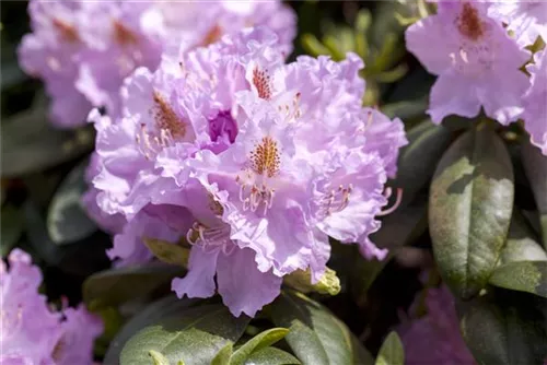 Rhododendron-Hybride 'Humboldt' - Rhododendron Hybr.'Humboldt' II