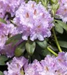 Rhododendron-Hybride 'Humboldt' - Rhododendron Hybr.'Humboldt' II