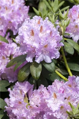 Rhododendron-Hybride 'Humboldt' - Rhododendron Hybr.'Humboldt' II