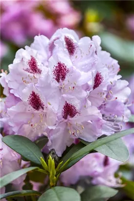 Rhododendron-Hybride 'Humboldt' - Rhododendron Hybr.'Humboldt' II