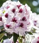 Rhododendron-Hybride 'Humboldt' - Rhododendron Hybr.'Humboldt' II