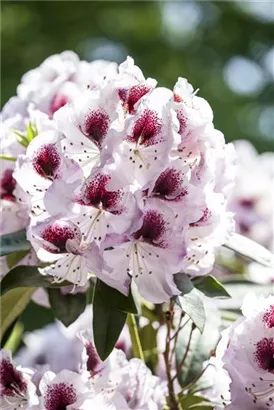 Rhododendron-Hybride 'Humboldt' - Rhododendron Hybr.'Humboldt' II