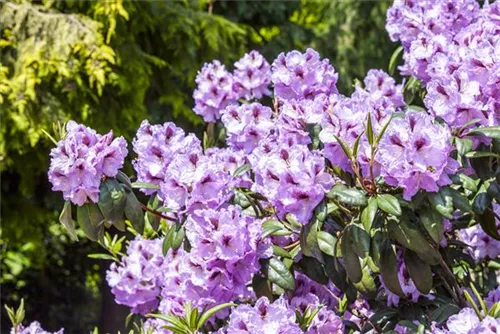 Rhododendron-Hybride 'Humboldt' - Rhododendron Hybr.'Humboldt' II