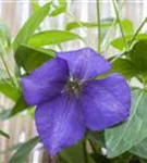 Waldrebe 'Jackmanii' - Clematis 'Jackmanii'