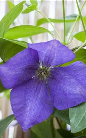 Clematis 'Jackmanii'