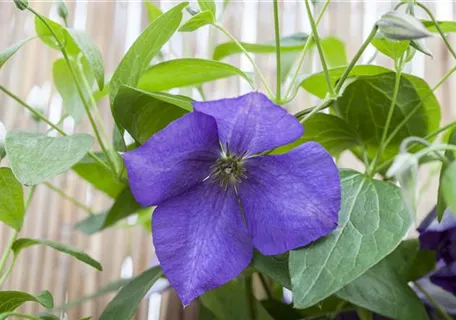 Clematis 'Jackmanii' - Waldrebe 'Jackmanii'