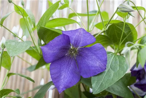 Waldrebe 'Jackmanii' - Clematis 'Jackmanii'