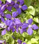 Waldrebe 'Jackmanii' - Clematis 'Jackmanii'