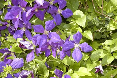 Waldrebe 'Jackmanii' - Clematis 'Jackmanii'