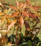 Schattenglöckchen 'Mountain Fire' - Pieris japonica 'Mountain Fire' - Moorbeet