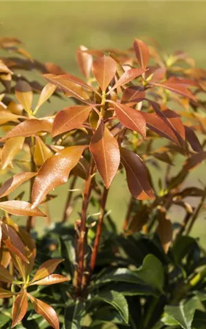 Pieris japonica 'Mountain Fire' - Moorbeet