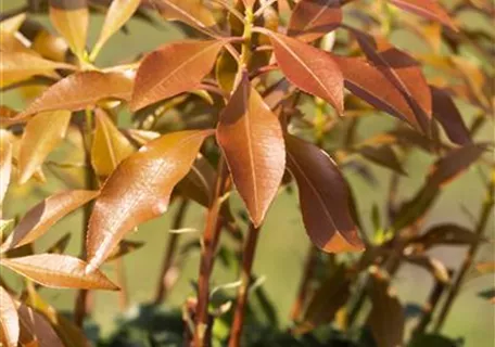 Pieris japonica 'Mountain Fire' - Ziergehölze - Schattenglöckchen 'Mountain Fire'