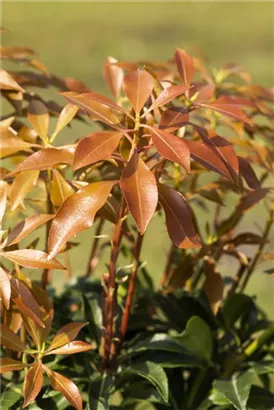 Schattenglöckchen 'Mountain Fire' - Pieris japonica 'Mountain Fire' - Moorbeet