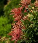 Schattenglöckchen 'Mountain Fire' - Pieris japonica 'Mountain Fire' - Moorbeet