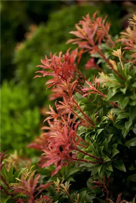 Schattenglöckchen 'Mountain Fire' - Pieris japonica 'Mountain Fire' - Moorbeet